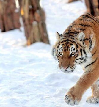 habitat natural del tigre