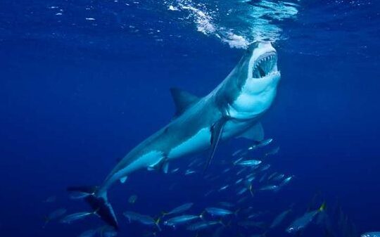 habitats de los tiburones