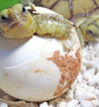identifica el embarazo en tu tortuga de tierra