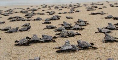 incubacion de huevos de tortuga guia practica