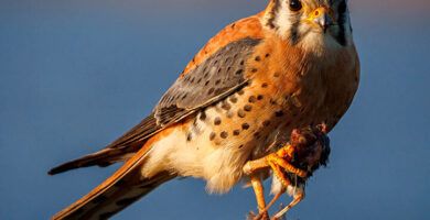 la alimentacion de las aguilas descubre su dieta