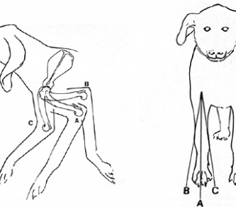 la anatomia completa del perro interna y externa