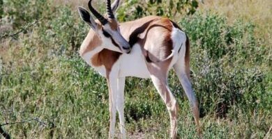 la capacidad de salto del canguro cuanto puede llegar a saltar