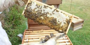 la comunicacion de las abejas como se relacionan entre si