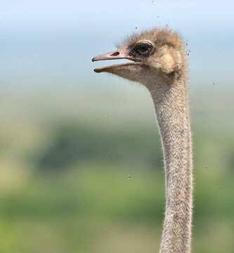 la dieta adecuada para avestruces
