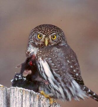 la dieta de los buhos que incluye