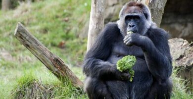 la dieta de los gorilas lo que necesitas saber