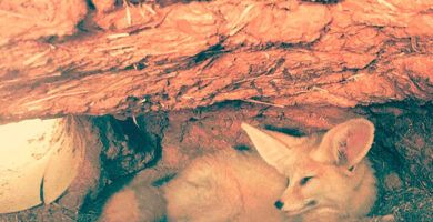 la dieta de los zorros que incluye