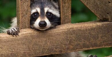 la dieta del mapache lo que necesitas saber