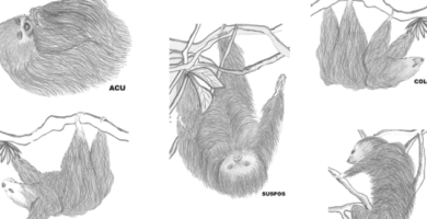 la dieta del oso perezoso