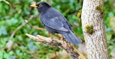 la dieta ideal para el mirlo comun