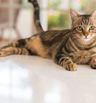 la estructura anatomica del gato