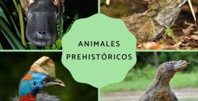 la historia de los animales desde su origen hasta hoy
