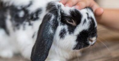 la memoria de los conejos que tanto recuerdan