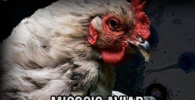 la presencia del acaro rojo en gallinas causas y soluciones