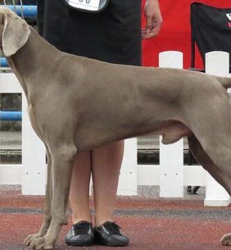 la razon detras de los 5 dedos en las patas traseras de tu perro