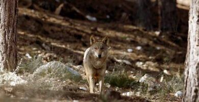 la razon detras del aullido de los lobos