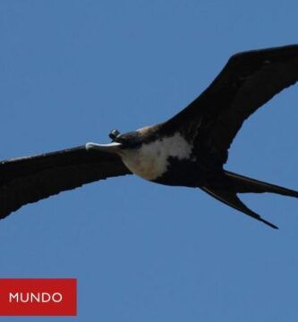 la razon por la cual las gallinas no pueden volar