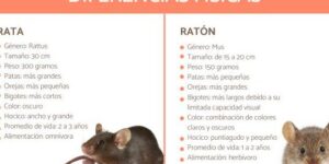 la reproduccion de las ratas todo lo que necesitas saber