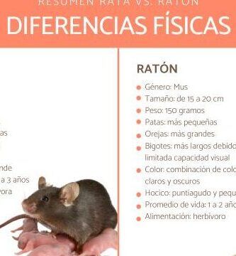 la reproduccion de las ratas todo lo que necesitas saber