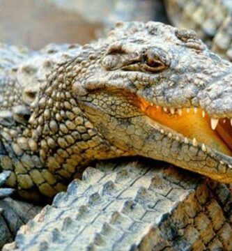 la reproduccion de los cocodrilos todo lo que debes saber