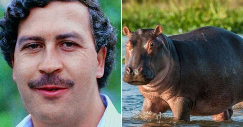 la reproduccion de los hipopotamos todo lo que necesitas saber