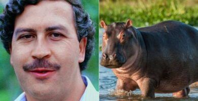 la reproduccion de los hipopotamos todo lo que necesitas saber