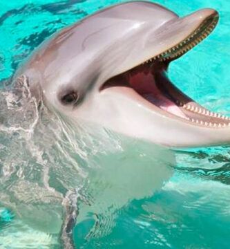 la respiracion de los delfines ubicacion y proceso