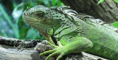 la respiracion de los reptiles todo lo que necesitas saber
