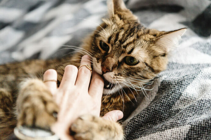 la sensibilidad de los gatos ante las caricias