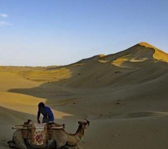 la supervivencia de los camellos en el desierto