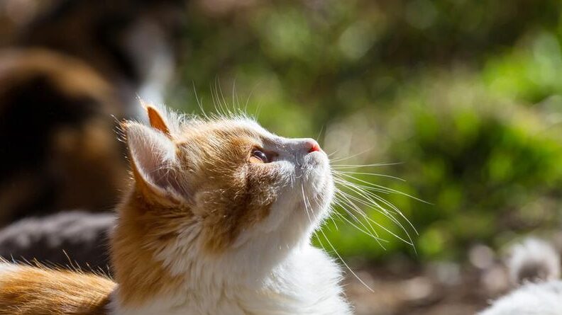 las 10 preferencias felinas lo que los gatos adoran