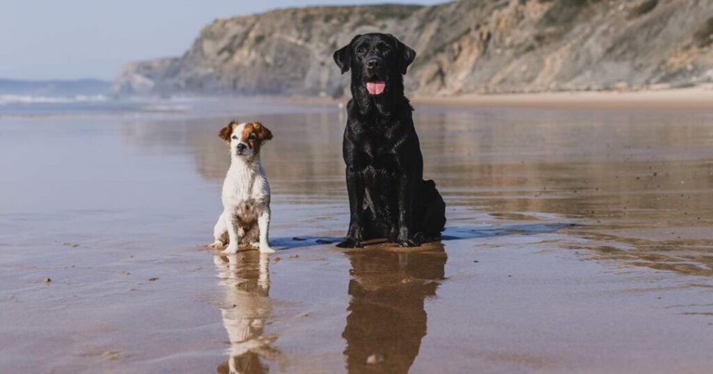 las mejores playas para perros en asturias