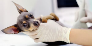 lombrices en perros sintomas y tratamientos segun su tipo
