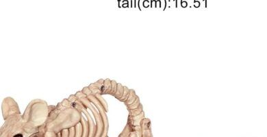 los huesos son parte del esqueleto de los ratones