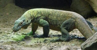 mantener un dragon de komodo como mascota es factible