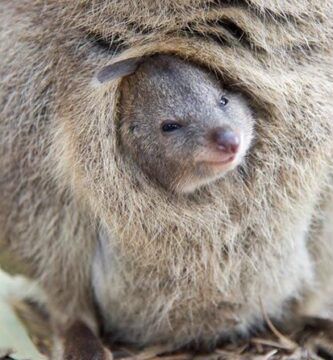 marsupiales conoce sus diferentes tipos