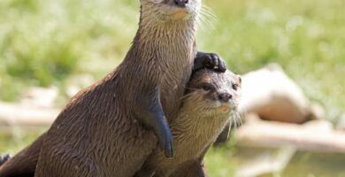 nacimiento de canguros proceso y curiosidades