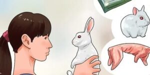 nacimiento de conejos proceso y cuidados basicos