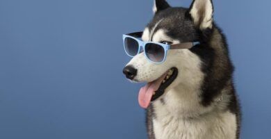 nombres arabes ideales para tu perro