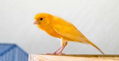 nombres de los diferentes tipos de canarios