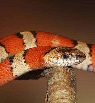 nutricion de las serpientes todo lo que necesitas saber