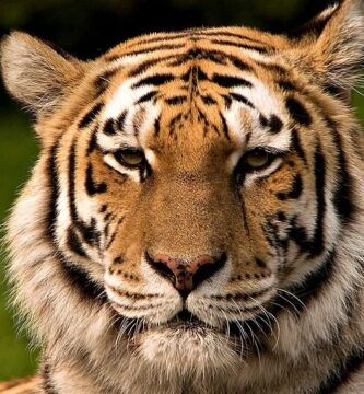 peso promedio de los tigres datos y curiosidades