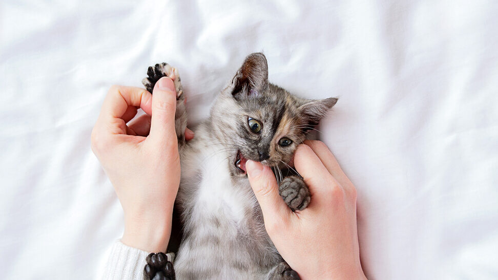 razones por las que los gatos muerden las manos