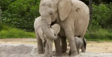 reproduccion de los elefantes todo lo que necesitas saber