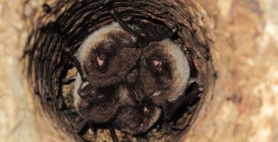 reproduccion de los murcielagos todo lo que necesitas saber