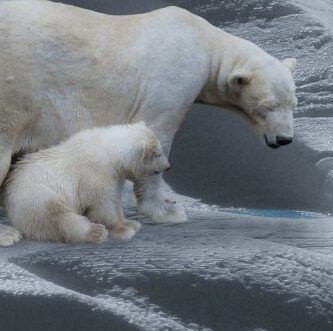 reproduccion y nacimiento de los osos polares todo lo que debes saber