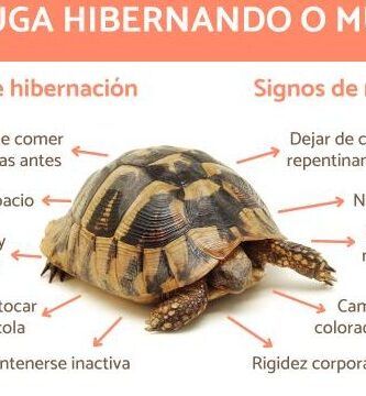 significado y ejemplos de animales que estivan