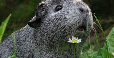 sintomas tipos y tratamiento de los acaros en cobayas