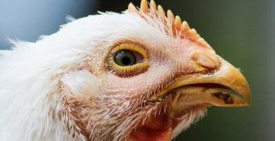 sintomas y tratamiento de acaros en aves